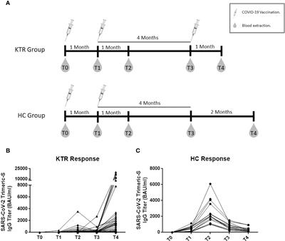 Factors associated with the humoral response after three doses of COVID-19 vaccination in kidney transplant recipients